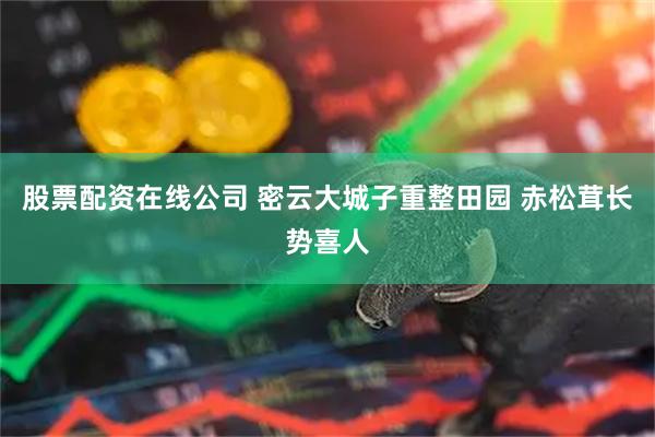 股票配资在线公司 密云大城子重整田园 赤松茸长势喜人